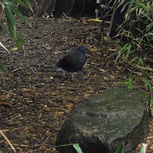 A Nicobar pigeon (Caloenas nicobarica)