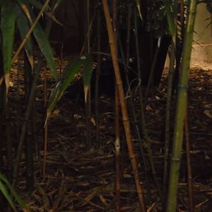 A palawan peacock-pheasant (Polyplectron napoleonis)