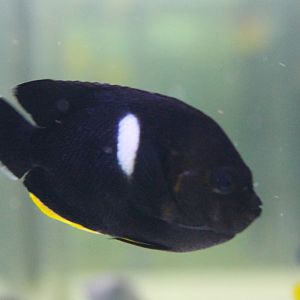 Centropyge tibicen - Keyhole angelfish