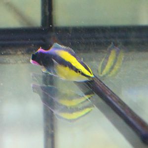 Hawaiian cleaner wrasse - Labroides phthirophagus