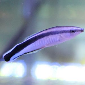 Labroides dimidiatus