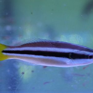 Diprotacanthus xanthurus - Yellow-tailed cleaner wrasse