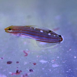 Amblygobius rainfordi