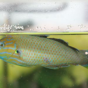 Wrasse ID