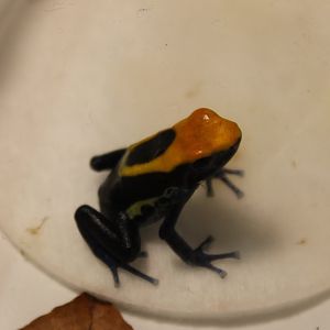Dendrobates tinctorius