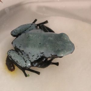 Adelphobates galactonotus