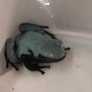 Adelphobates galactonotus