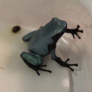 Adelphobates galactonotus