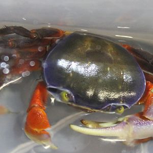 Cardisoma armatum - Red and blue land-crab
