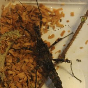 Stick insect - Trachyaretaon species  North Luzon