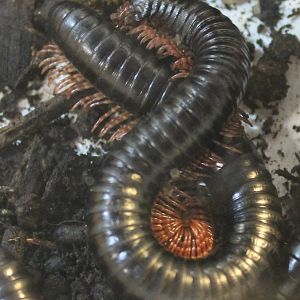 Giant millipedes - Archispirostreptus species