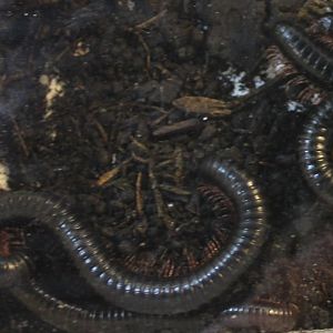 Giant millipedes - Archispirostreptus species