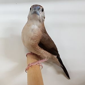 Indian silverbill