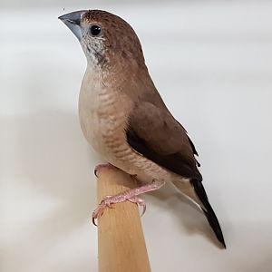 Indian silverbill