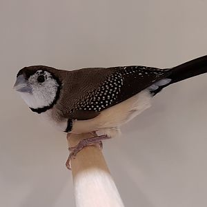 Duoble-bar finch