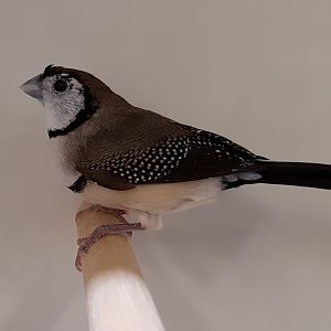 Double-bar finch