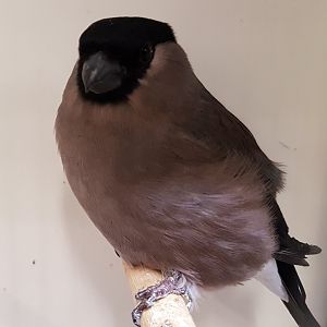 European bullfinch