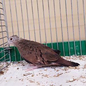 Ruddy ground dove