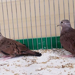 Ruddy ground doves
