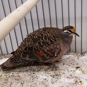 Bronzewing