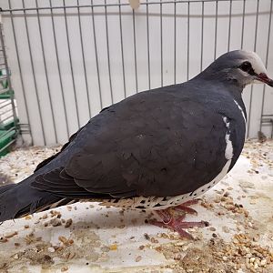Wonga pigeon