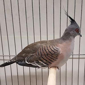 Crested pigeon