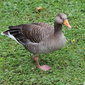 Wild Greylag Goose