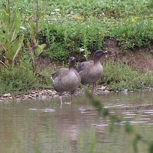 Pink-Footed Geese