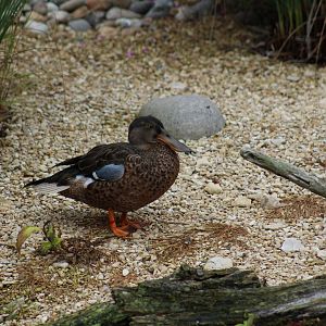 Northern Shoveler