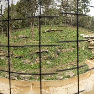 Apr. 2017 - Tiger Tundra Panorama - Amur Tiger