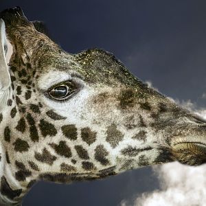 Apr. 2017 - Giraffe House - Giraffe Portrait