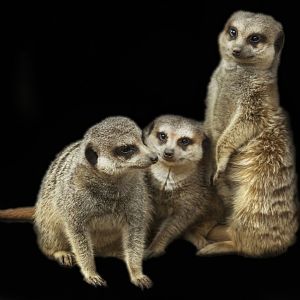 Apr. 2017 - Africa - African Outpost - Meerkat Portraits