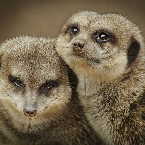 Apr. 2017 - Africa - African Outpost - Meerkats