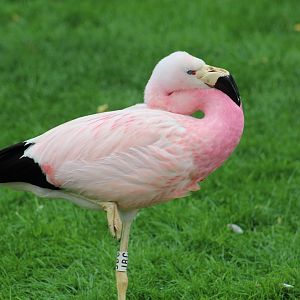 Andean Flamingo
