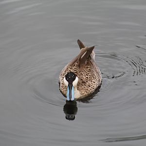 Puna Teal