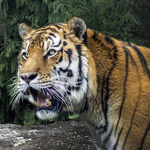 Apr. 2017 - Tiger Tundra - Amur Tiger