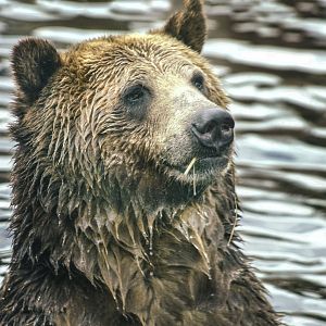Apr. 2017 - Glacier Run - Brown Bear