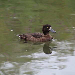 Greater Scaup