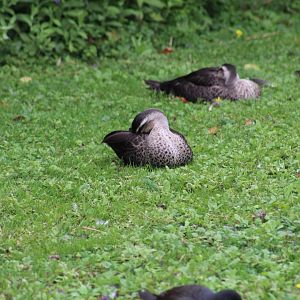 Chinese Spot-Billed Ducks