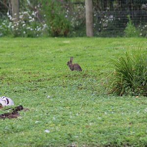European Rabbit and ??