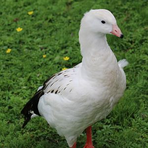 Andean Goose