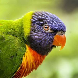 Apr. 2017 - Australia - Rainbow Springs - Swainson's Lorikeet