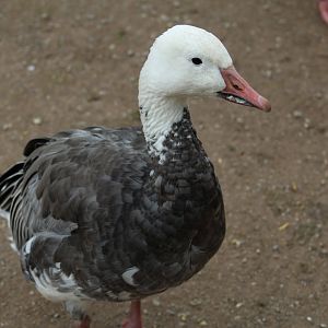 Lesser Snow Goose