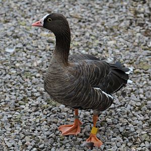 Lesser White-Fronted Goose