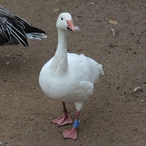 Lesser Snow Goose