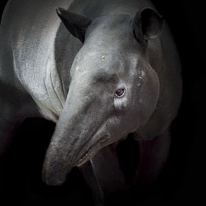 Apr. 2017 - Islands - Malayan Tapir