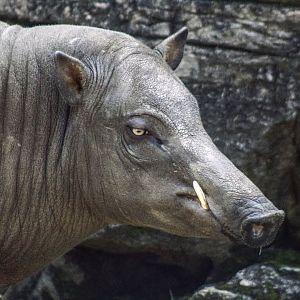Apr. 2017 - Islands - Babirusa