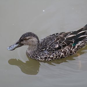 Cape Shoveler
