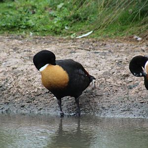 Australian Shelducks
