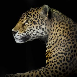 Apr. 2017 - South America - Jaguar